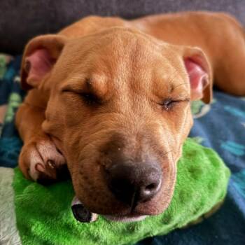 Jolene -  Terrier and Yellow Labrador Retriever Dog for Adoption in Fort Lauderdale, Florida - Jolene | PetCurious