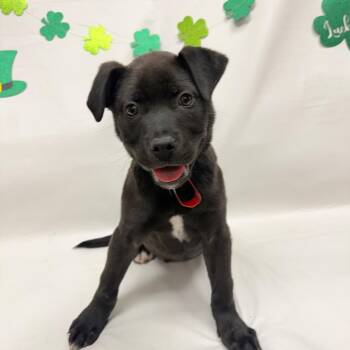 Chocolate Labrador Retriever and Mixed Breed Dogs Available for Adoption - 305 (2026) Maverick | PetCurious