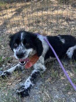 Bingo -  Cocker Spaniel Dog for Adoption in Jamestown, California - Bingo | PetCurious