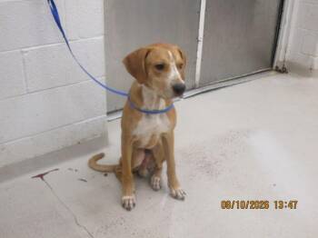 Benny (807) -  Hound Dog for Adoption in Marietta, Georgia - Benny (807) | PetCurious