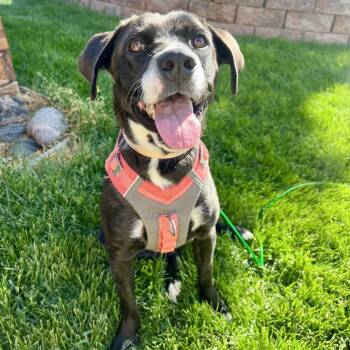 Elena -  Mixed Breed Dog for Adoption in Fort Collins, Colorado - Elena | PetCurious