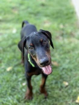 Zuma -  Doberman Pinscher Dog for Adoption in West Hollywood, California - Zuma | PetCurious