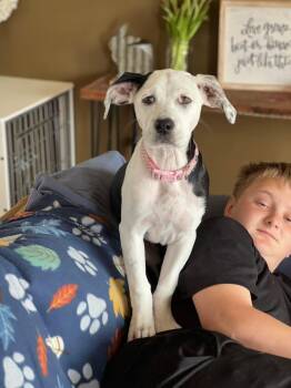 Mastiff and Mixed Breed Dogs Available for Adoption - Maxine | PetCurious