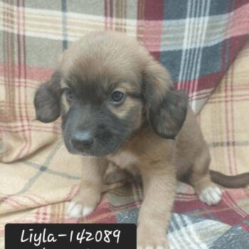 Liyla -  Hound Dog for Adoption in New Tazewell, Tennessee - Liyla | PetCurious