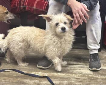 Terrier Dogs Available for Adoption - Sugar | PetCurious