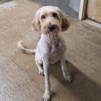 Buck -  Poodle and Golden Retriever Dog for Adoption - Buck | PetCurious