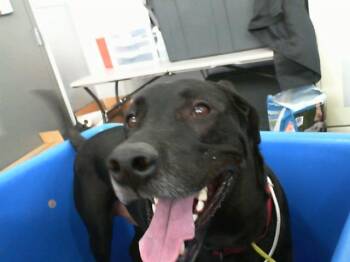 Rescue Labrador Retriever and Mixed Breed Dogs for Adoption in Dallas, Texas - OKLI | PetCurious