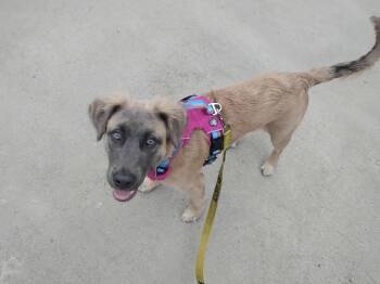 Shepherd Dogs Available for Adoption in Willingboro, New Jersey - Koba | PetCurious