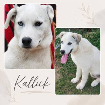 Kallick (foster to adopt) -  Labrador Retriever and Husky Dog for Adoption - Kallick (foster To Adopt) | PetCurious
