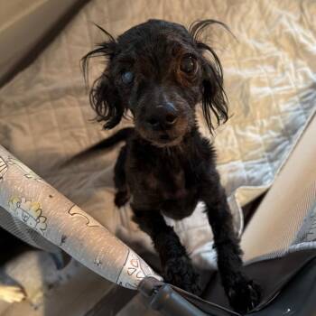 Miniature Poodle Dogs Available for Adoption in Taycheedah, Wisconsin - Athena | PetCurious