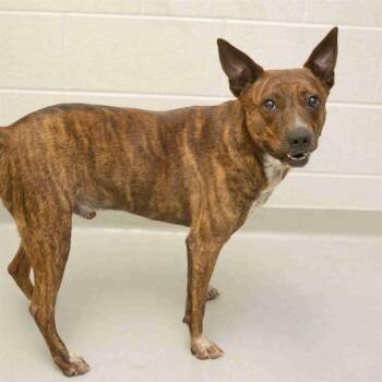 KOLBY -  American Staffordshire Terrier and Mixed Breed Dog for Adoption in Cookeville, Tennessee - KOLBY | PetCurious