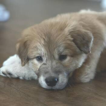 Mixed Breed Dogs Available for Adoption in West Olive, Michigan - French Fry | PetCurious