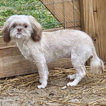 Shih Tzu Dogs Available for Adoption - Ladybug 2026 | PetCurious