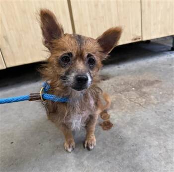 TEDDY -  Dachshund and Chihuahua Dog for Adoption in Camarillo, California - TEDDY | PetCurious