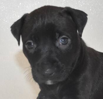 Bubblywhisk -  Terrier Dog for Adoption in Springfield, Ohio - Bubblywhisk | PetCurious