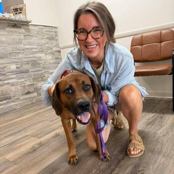 Bridget -  Mixed Breed Dog for Adoption in Hopkinton, Massachusetts - Bridget | PetCurious