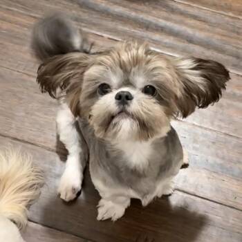 Noah -  Shih Tzu Dog for Adoption in Charlotte, North Carolina - Noah | PetCurious