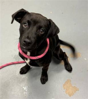 JANICE -  Pit Bull Terrier Dog for Adoption in Peoria, Illinois - JANICE | PetCurious