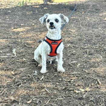 Dandelion -  Terrier Dog for Adoption in East Hampton, New York - Dandelion | PetCurious