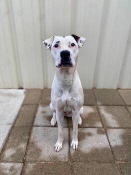 Angelina -  Mixed Breed Dog for Adoption in Muskegon, Michigan - Angelina | PetCurious