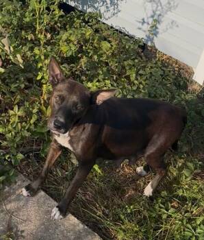 Rescue Terrier Dogs for Adoption in Ruston, Louisiana - Mummy | PetCurious