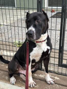 Staffordshire Bull Terrier Dogs Available for Adoption in Los Angeles, California - Halston | PetCurious