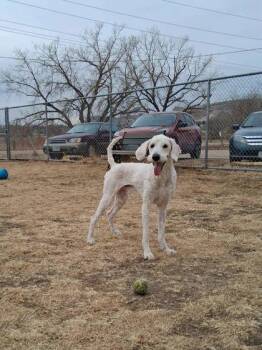 Standard Poodle and Mixed Breed Dogs Available for Adoption - Rocky | PetCurious