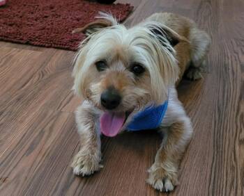 Silky Terrier Dogs Available for Adoption in Greenville, South Carolina - Winston | PetCurious