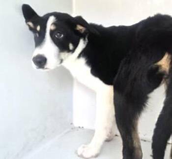 A660076 -  Labrador Retriever and Husky Dog for Adoption in Houston, Texas - A660076 | PetCurious