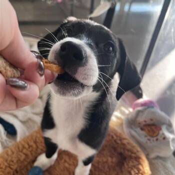 Stargazer -  Mixed Breed Dog for Adoption in Bentonville, Arkansas - Stargazer | PetCurious