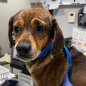 Maluma -  Miniature Dachshund and Mixed Breed Dog for Adoption in Tampa, Florida - Maluma | PetCurious