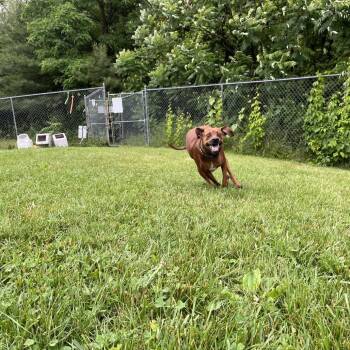 Buddy -  Redbone Coonhound Dog for Adoption in South Burlington, Vermont - Buddy | PetCurious