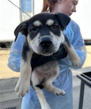 Siberian Husky and Rottweiler Dogs Available for Adoption in Stockton, California - KA$H | PetCurious