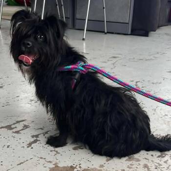 Shih Tzu Dogs Available for Adoption in North Syracuse, New York - Emily | PetCurious