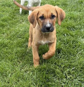 Hound and Labrador Retriever Dogs Available for Adoption in South Bend, Indiana - Lois | PetCurious