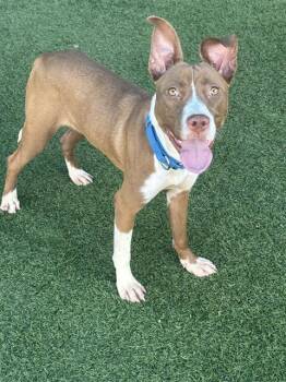 WILLOW -  Mixed Breed Dog for Adoption in Dallas, Texas - WILLOW | PetCurious