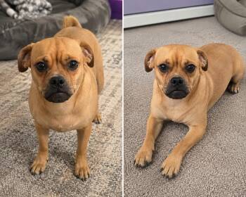 Harvey -  Mixed Breed Dog for Adoption in Fort Stockton, Texas - Harvey | PetCurious