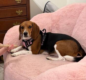 Lucy -  Beagle Dog for Adoption in Stoughton, Massachusetts - Lucy | PetCurious