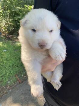 Mixed Breed Dogs Available for Adoption in Dallas, Texas - POLAR | PetCurious
