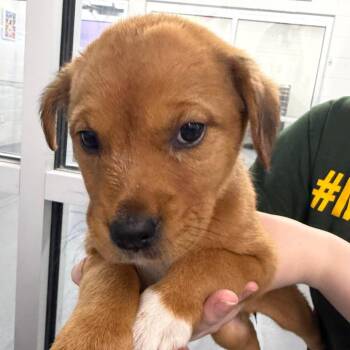Rachael -  Mixed Breed and Retriever Dog for Adoption in Montgomery, Alabama - Rachael | PetCurious