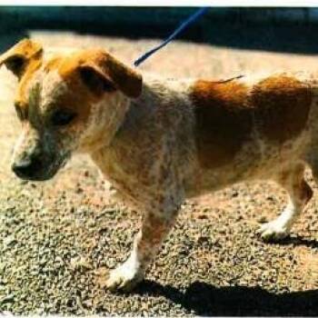 Cattle Dog Dogs Available for Adoption in Long Beach, California - Russell | PetCurious