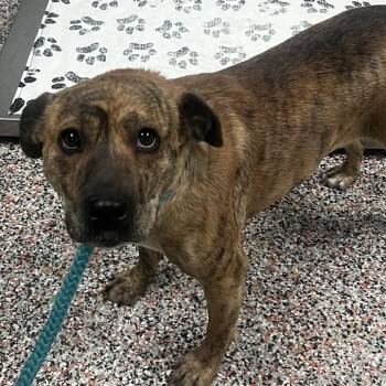 Asana -  Mixed Breed Dog for Adoption in Salt Lake City, Utah - Asana | PetCurious