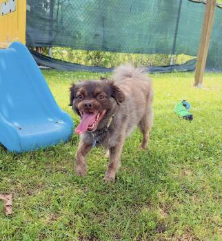Chewy -  Pomeranian Dog for Adoption in Cranston, Rhode Island - Chewy | PetCurious