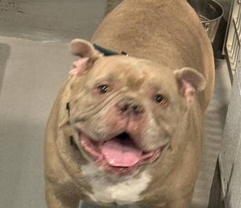 Bulldog and American Bully Dogs Available for Adoption in Yonkers, New York - Seymour  | PetCurious