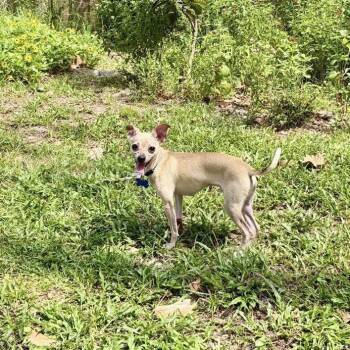 Shiloh -  Chihuahua Dog for Adoption in Alafaya, Florida - Shiloh | PetCurious