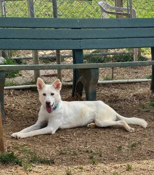 Shepherd and Mixed Breed Dogs Available for Adoption - Mellow | PetCurious