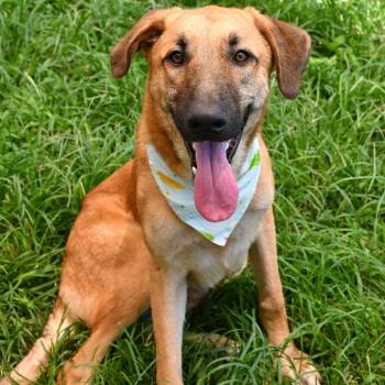 Nolan -  Shepherd Dog for Adoption in Beaumont, Texas - Nolan | PetCurious