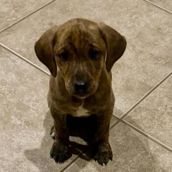 Beagle and Basset Hound Dogs Available for Adoption - Charlie | PetCurious