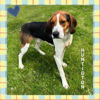 Hound Dogs Available for Adoption in Mokena, Illinois - Huntingon  | PetCurious