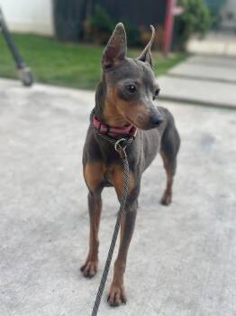 Miniature Pinscher Dogs Available for Adoption in West Hollywood, California - Queso | PetCurious